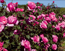 Load image into Gallery viewer, Dee-Lish Rose ~ Bloomables