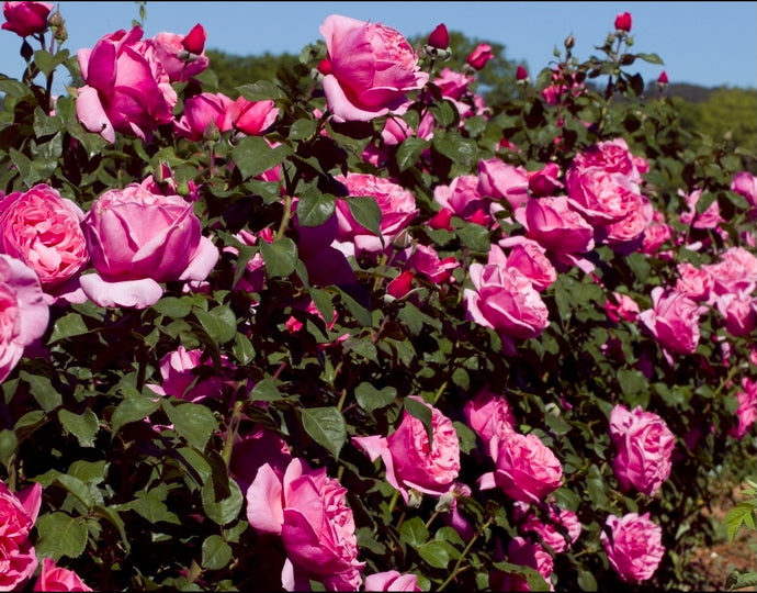 Dee-Lish Rose ~ Bloomables