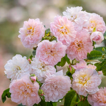 Load image into Gallery viewer, Elizabeth Rose Austin English Rose Shrub~ David Austin