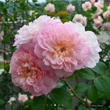 Load image into Gallery viewer, Elizabeth Rose Austin English Rose Shrub~ David Austin