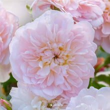 Load image into Gallery viewer, Elizabeth Rose Austin English Rose Shrub~ David Austin