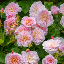 Load image into Gallery viewer, Elizabeth Rose Austin English Rose Shrub~ David Austin