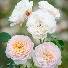 Load image into Gallery viewer, Emily Bronte English Rose Shrub~ David Austin