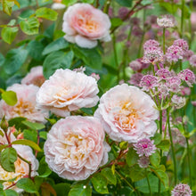 Load image into Gallery viewer, Emily Bronte English Rose Shrub~ David Austin