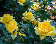 Load image into Gallery viewer, Eternal Flame Rose ~ Bloomables