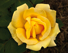 Load image into Gallery viewer, Eternal Flame Rose ~ Bloomables