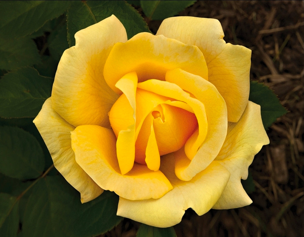 Eternal Flame Rose ~ Bloomables