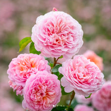 Load image into Gallery viewer, Eustacia Vye English Rose Shrub~ David Austin