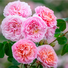Load image into Gallery viewer, Eustacia Vye English Rose Shrub~ David Austin
