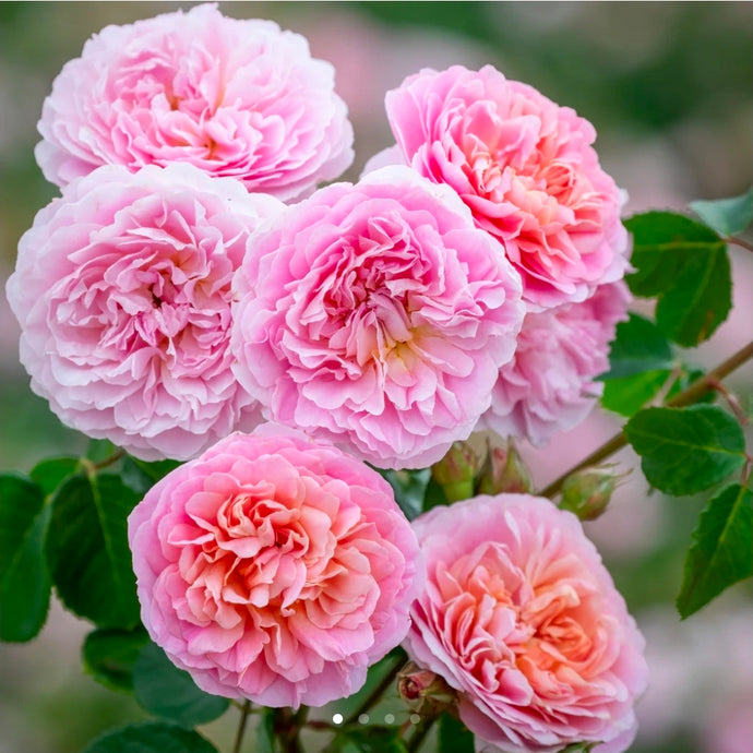 Eustacia Vye English Rose Shrub~ David Austin