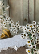 Load image into Gallery viewer, Fairchild Daisy Garland 6ft