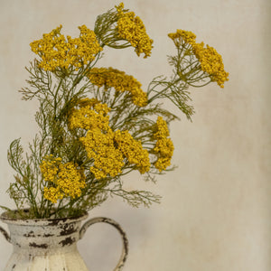 Yellow Queen Anne Lace Stem