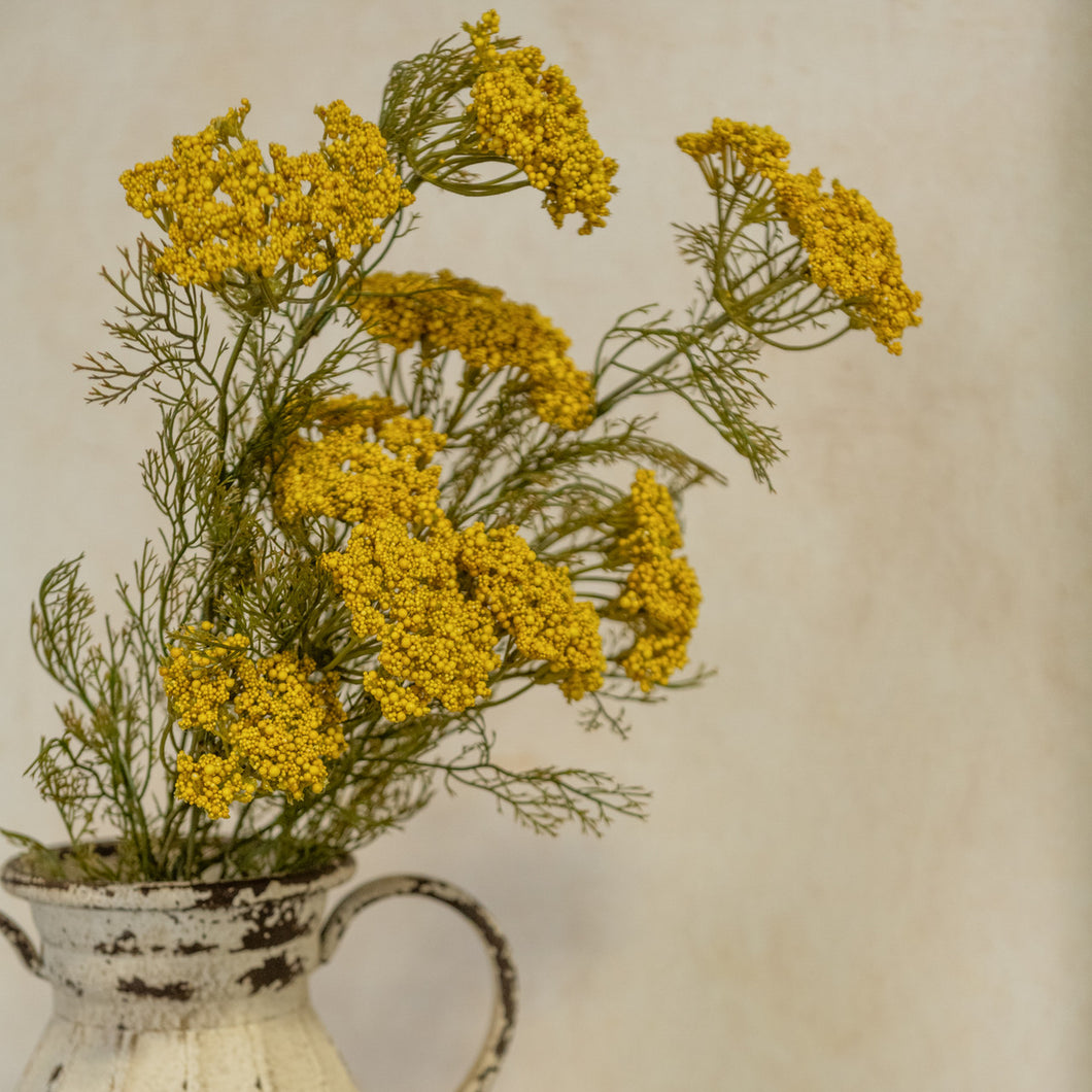 Yellow Queen Anne Lace Stem
