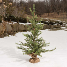 Load image into Gallery viewer, Christmas Pine Seedling Tree 3ft