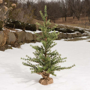 Christmas Pine Seedling Tree 3ft