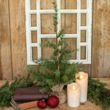 Load image into Gallery viewer, Christmas Pine Seedling Tree 2ft