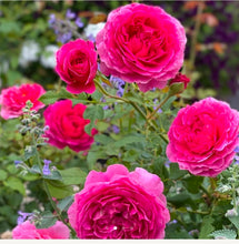 Load image into Gallery viewer, Gabriel Oak English Rose Shrub~ David Austin