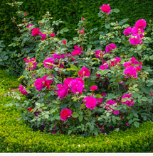 Load image into Gallery viewer, Gabriel Oak English Rose Shrub~ David Austin