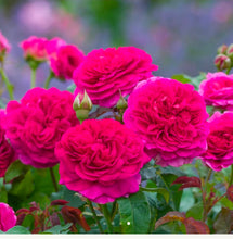 Load image into Gallery viewer, Gabriel Oak English Rose Shrub~ David Austin