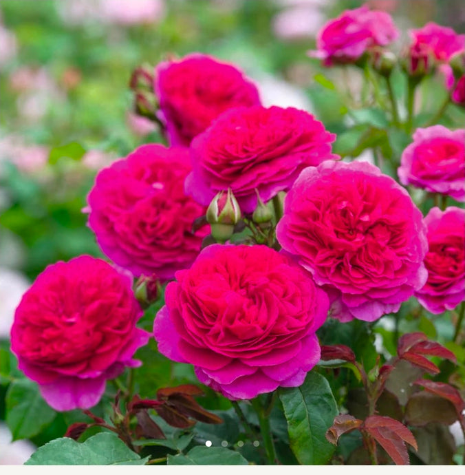 Gabriel Oak English Rose Shrub~ David Austin