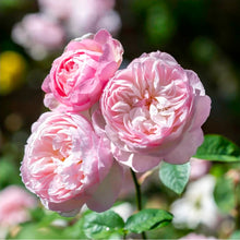 Load image into Gallery viewer, Gentle Hermione English Rose Shrub ~ David Austin