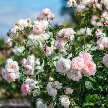 Load image into Gallery viewer, Gentle Hermione English Rose Shrub ~ David Austin