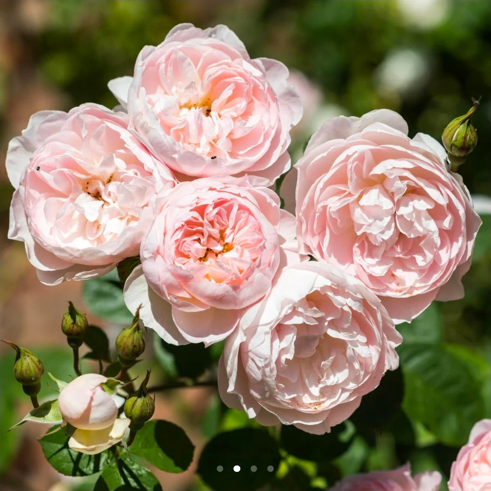 Gentle Hermione English Rose Shrub ~ David Austin