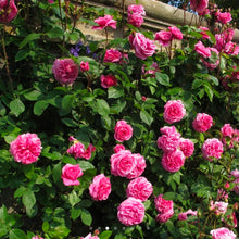 Load image into Gallery viewer, Gertrude Jekyll Climbing English Rose ~ David Austin
