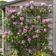 Load image into Gallery viewer, Gertrude Jekyll Climbing English Rose ~ David Austin