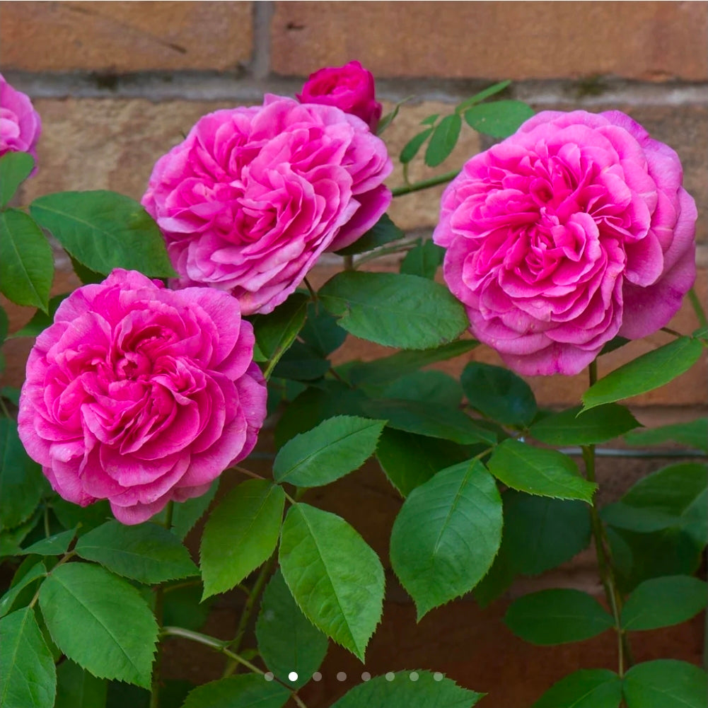 Gertrude Jekyll Climbing English Rose ~ David Austin