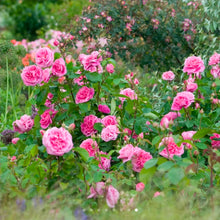 Load image into Gallery viewer, Gertrude Jekyll English Rose Shrub~ David Austin