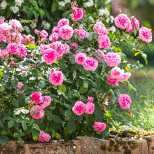 Load image into Gallery viewer, Gertrude Jekyll English Rose Shrub~ David Austin