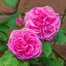 Load image into Gallery viewer, Gertrude Jekyll English Rose Shrub~ David Austin