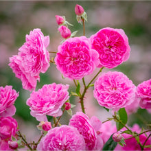 Load image into Gallery viewer, Harlow Carr English Rose Shrub~ David Austin