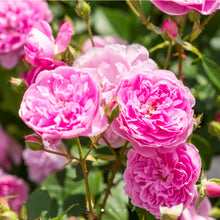 Load image into Gallery viewer, Harlow Carr English Rose Shrub~ David Austin