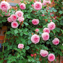 Load image into Gallery viewer, James Galway English Climbing Rose ~ David Austin