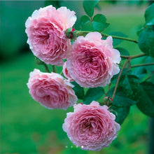 Load image into Gallery viewer, James Galway English Climbing Rose ~ David Austin