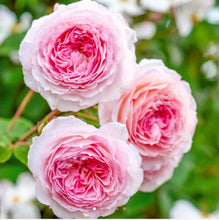 Load image into Gallery viewer, James Galway English Climbing Rose ~ David Austin
