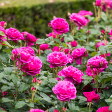 Load image into Gallery viewer, James L Austin English Rose Shrub~ David Austin