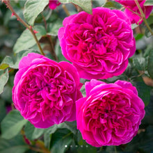 Load image into Gallery viewer, James L Austin English Rose Shrub~ David Austin