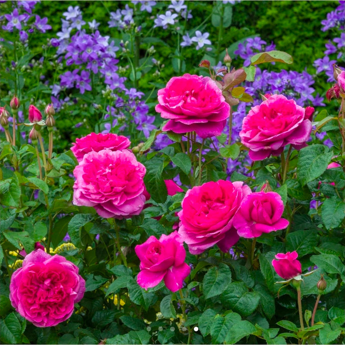 James L Austin English Rose Shrub~ David Austin