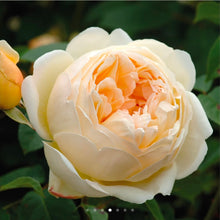 Load image into Gallery viewer, Jude the Obscure English Rose Shrub~ David Austin 3 Gallon