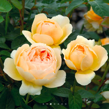 Load image into Gallery viewer, Jude the Obscure English Rose Shrub~ David Austin 3 Gallon