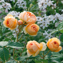 Load image into Gallery viewer, Jude the Obscure English Rose Shrub~ David Austin 3 Gallon