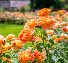 Load image into Gallery viewer, Lady of Shalott English Rose Shrub~ David Austin