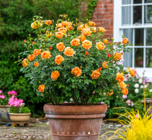 Load image into Gallery viewer, Lady of Shalott English Rose Shrub~ David Austin