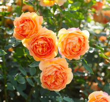 Load image into Gallery viewer, Lady of Shalott English Rose Shrub~ David Austin