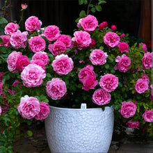 Load image into Gallery viewer, Leonardo Da Vinci Pink Rose ~ Bloomables