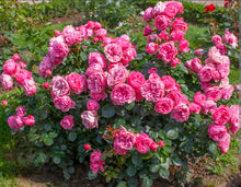 Load image into Gallery viewer, Leonardo Da Vinci Pink Rose ~ Bloomables