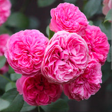 Load image into Gallery viewer, Leonardo Da Vinci Pink Rose ~ Bloomables